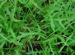Wild Rocket Selvatica Plant Seeds – Unique Herb for Gardens - Heirloom & Non-GMO Seeds for planting – Fresh Herb for Your Garden