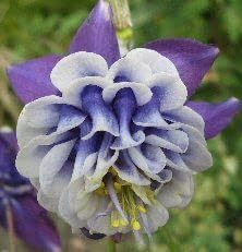 Heirloom Non-GMO Aquilegia Flower Seeds for Planting ƒ?? Colorful Perennial Garden Blooms for planting in your garden.