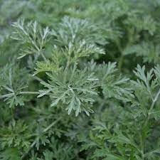 Absinthe Wormwood Seeds for Planting,Aromatic Gardens – Fresh Herb for Your Garden