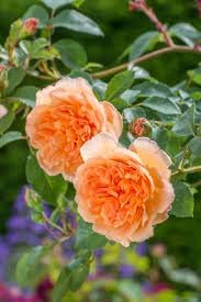 Rose Rosa Flower Seeds for Planting – Heirloom, Non-GMO Seeds for Garden Blooms