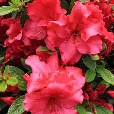 Heirloom Non-GMO Light Red Azalea Flower Seeds for Planting â€“ Bright Blooms for Home Garden