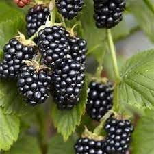Blackberry Fruit Seed Collection for Sweet, Juicy Berries 100 Pcs pcs