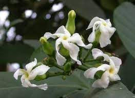 Voacanga Flower Seeds for Planting â€“ NON GMO Seeds