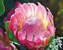 Protea Flower Planting Seeds for Garden NON GMO Seeds