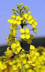 Wikipedia Flower Seeds for Planting - 100 pcs
