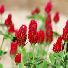 Heirloom Crimson Clover Plant Seeds for Garden Planting, Non-GMO, Vibrant Cover Crop Blooms
