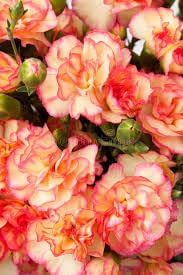 Carnation Perennial Flower Seeds – Heirloom Non-GMO Seeds for Fragrant and Colorful Garden Planting