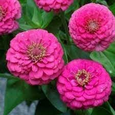 Elegans Flower Seeds for Planting - 100 pcs