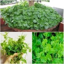 Pellucida Plant Seeds for Planting - NON GMO Seeds