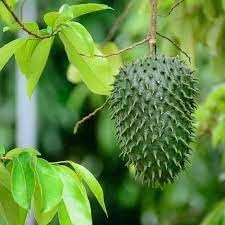 Graviola Guanabana Fruit Seeds, Known for Its Health Benefits and Flavor 100 Pcs pcs