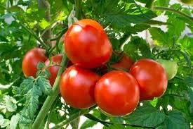 Big Tomato Vegetable Seeds for Planting – Dark Red Heirloom Variety