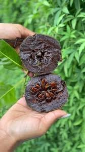 Diospyros Digyna Chocolate Pudding Fruit Seeds, Sweet and Exotic Delight 100 Pcs pcs