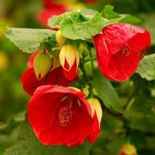 Abutilon Flower Seeds for Planting, 100 Pcs pcs