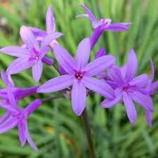 Heirloom Non-GMO Tulbaghia Flower Seeds for Planting – Fragrant Garlic-Scented Blooms for Garden Borders
