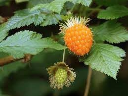 Salmonberry Fruit Seeds for Growing Sweet and Tangy Berries 100 Pcs pcs