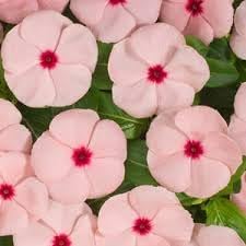 Fragrant Vinca Flower Seeds – Heirloom, Non-GMO Flower Seeds for Planting