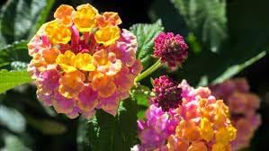 Wandelrose Flower Seeds for Planting, 100 pcs