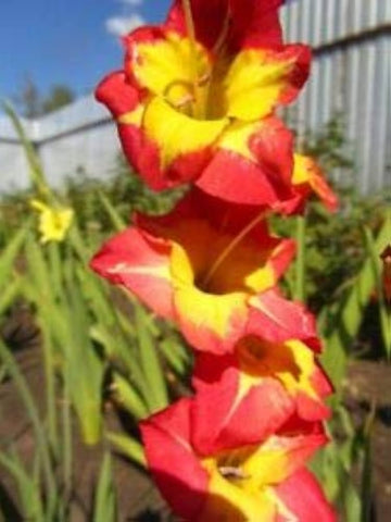 Organic Yellow Red Gladiolus Flower Seeds for Planting – Heirloom, Non-GMO Perennial Blooms