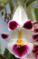 Pink Martynia Plant Seeds for Planting - 100 pcs for planting in your garden.