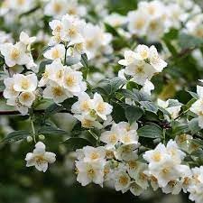 Philadelphus Coronarius Flower Seeds for Planting - 100 pcs