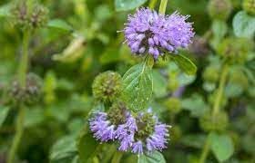 Purple Pennyroyal Herb Plant Seeds for Planting-Natural Garden Enhancement – Fresh Herb for Your Garden