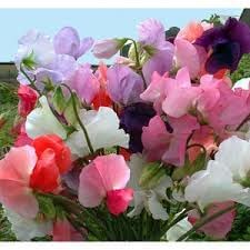 Pea Flower Seeds for Planting – 100 pcs
