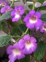 Achimenes Limoncello Flower Seeds for Planting – Heirloom, Non-GMO, Organic Garden Blooms