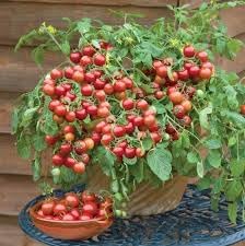 Tiny Tim Tomato Seeds for Planting, 100 Pcs pcs