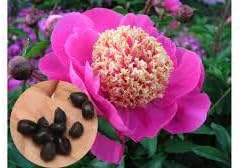 Pink Paeonia Tenuifolia Flower Seeds for Planting - 100 pcs