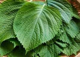 Perilla Vegetable Seeds for Planting - 100 Pcs pcs