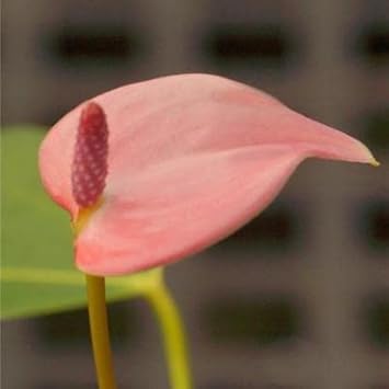 Heirloom Non-GMO Pink Anthurium Flower Seeds for Hydroponic Planting – Exotic Tropical Blooms