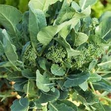 Rapini Broccoli Seeds for Planting - Fresh Vegetable - heirloom & Non GMO Seeds