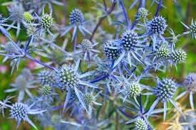 Eryngium Plant Seeds for Planting, 100 pcs