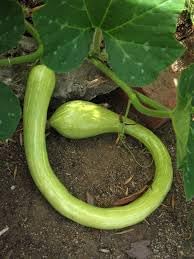 Tromboncino Vegetable Seeds for Planting - 100 Pcs pcs