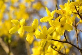 Forsythia Flower Seeds for Garden Planting - NON GMO Seeds