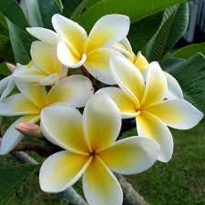 Plumeria Flower Seeds for Planting - NON GMO Seeds