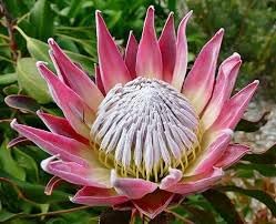 Protea Flower Planting Seeds for Garden NON GMO Seeds