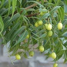 Azadirachta Fruit Seeds for Growing Resilient and Medicinal Trees 100 Pcs pcs