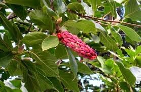 Magnolia Flower Seeds for Garden Planting - NON GMO Seeds
