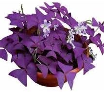 Oxalis Triangularis Plant Seeds for Garden - 100 pcs