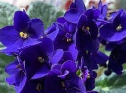 Heirloom Non-GMO Begonias Azules Flower Seeds for Planting for planting in home garden