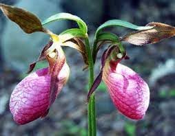Heirloom Lady's Slipper Orchid Flower Seeds for Planting - NON GMO Seeds for planting in home garden