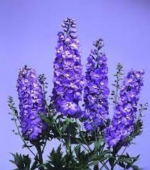 Delphinium Lavender Flower Seeds for Planting - NON GMO Seeds