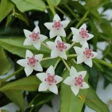 Heirloom Non-GMO Hoya Bella Flower Seeds – Tropical Flower Seeds for Home Gardening for planting in your garden.