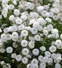 Yarrow Superior Flower Seeds Heirloom Non GMO Planting - 100 pcs