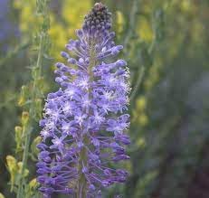 Merwilla Flower Seeds for Planting - NON GMO Seeds
