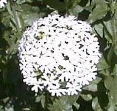 Heirloom Non-GMO Maltese Cross Flower Seeds for Planting – Bright Red Hardy Blooms for Cottage Gardens