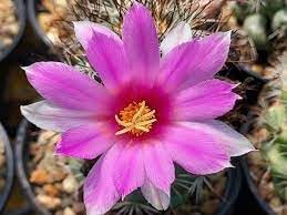 Mammillaria Flower Seeds for Planting, 100 pcs for planting in your garden.