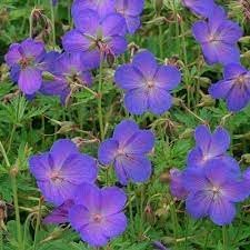 Cranesbill Geranium Flower Seeds for Planting - Heirloom & Non-GMO Seeds