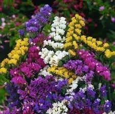 Herencia Flower Seeds for Planting, Fresh, NON GMO Seeds